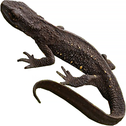 Chinese Warty Newt